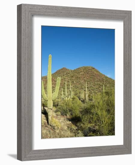 Saguaro Cactus near Tucson, Arizona-null-Framed Photo