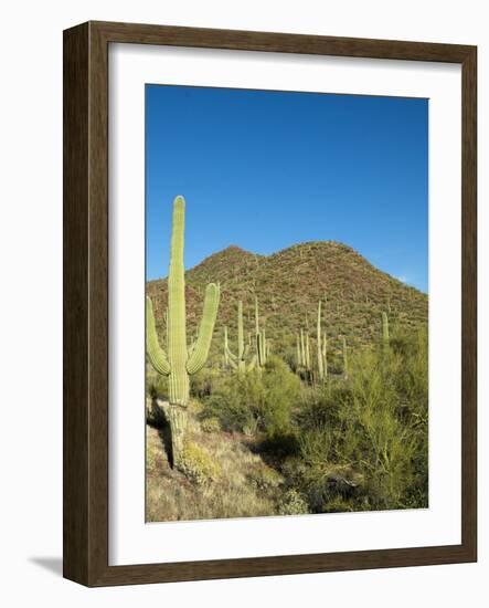 Saguaro Cactus near Tucson, Arizona-null-Framed Photo