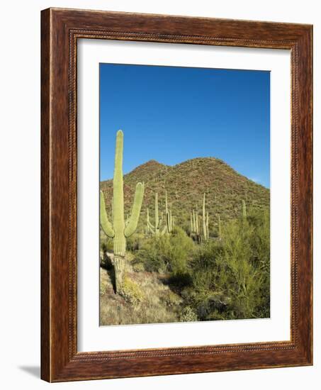 Saguaro Cactus near Tucson, Arizona-null-Framed Photo