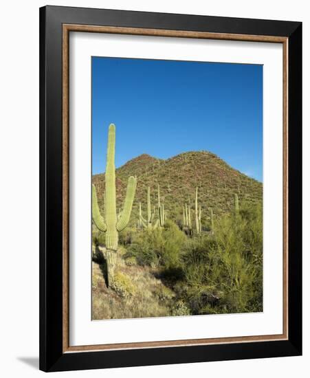 Saguaro Cactus near Tucson, Arizona-null-Framed Photo