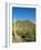 Saguaro Cactus near Tucson, Arizona-null-Framed Photo