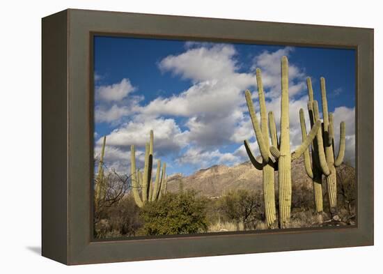 Saguaro Cactus on the Mountainside in Tuscon, Arizona-pdb1-Framed Premier Image Canvas