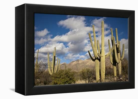 Saguaro Cactus on the Mountainside in Tuscon, Arizona-pdb1-Framed Premier Image Canvas