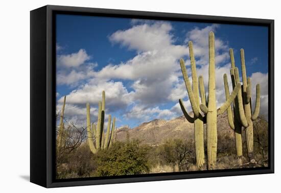 Saguaro Cactus on the Mountainside in Tuscon, Arizona-pdb1-Framed Premier Image Canvas