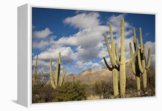 Saguaro Cactus on the Mountainside in Tuscon, Arizona-pdb1-Framed Premier Image Canvas