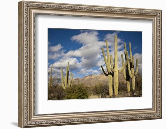 Saguaro Cactus on the Mountainside in Tuscon, Arizona-pdb1-Framed Photographic Print