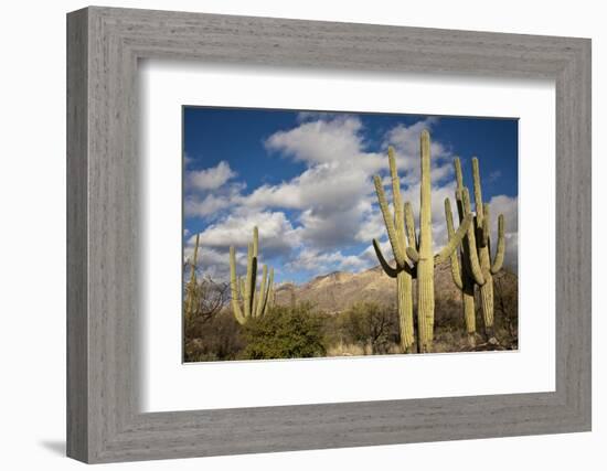 Saguaro Cactus on the Mountainside in Tuscon, Arizona-pdb1-Framed Photographic Print