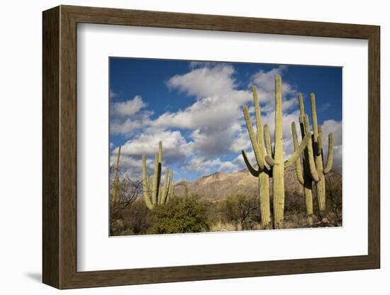 Saguaro Cactus on the Mountainside in Tuscon, Arizona-pdb1-Framed Photographic Print