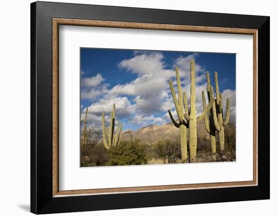 Saguaro Cactus on the Mountainside in Tuscon, Arizona-pdb1-Framed Photographic Print