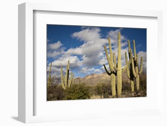 Saguaro Cactus on the Mountainside in Tuscon, Arizona-pdb1-Framed Photographic Print