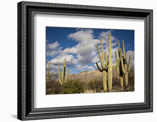 Saguaro Cactus on the Mountainside in Tuscon, Arizona-pdb1-Framed Photographic Print