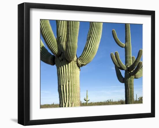 Saguaro Cactus, Organ Pipe Cactus National Monument, Arizona, USA-Philippe Clement-Framed Photographic Print