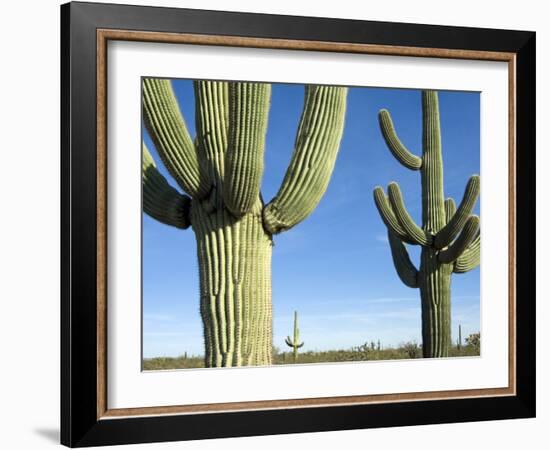 Saguaro Cactus, Organ Pipe Cactus National Monument, Arizona, USA-Philippe Clement-Framed Photographic Print