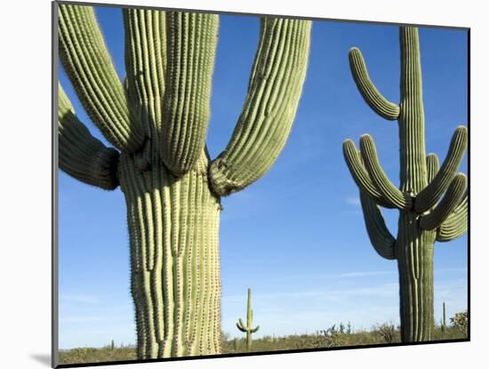 Saguaro Cactus, Organ Pipe Cactus National Monument, Arizona, USA-Philippe Clement-Mounted Photographic Print