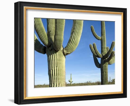 Saguaro Cactus, Organ Pipe Cactus National Monument, Arizona, USA-Philippe Clement-Framed Photographic Print