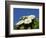 Saguaro Cactus, Saguaro National Park, Tucson, Arizona, USA-Peter Hawkins-Framed Photographic Print