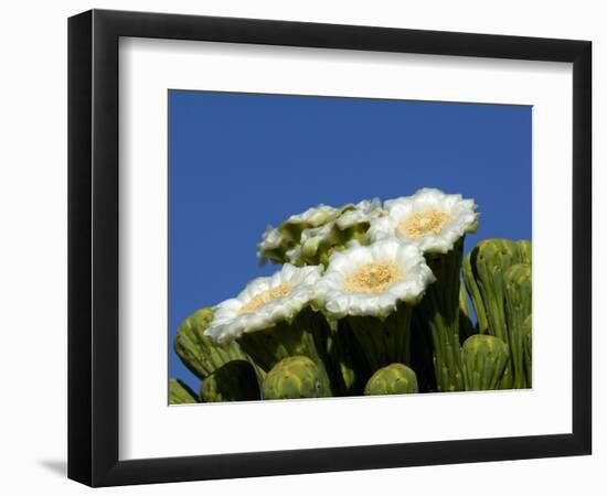 Saguaro Cactus, Saguaro National Park, Tucson, Arizona, USA-Peter Hawkins-Framed Photographic Print