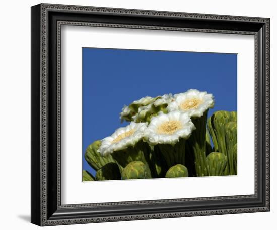 Saguaro Cactus, Saguaro National Park, Tucson, Arizona, USA-Peter Hawkins-Framed Photographic Print