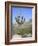 Saguaro Cactus, Saguaro National Park, Tuscon Mountain District West Unit, Tucson, Arizona-Wendy Connett-Framed Photographic Print