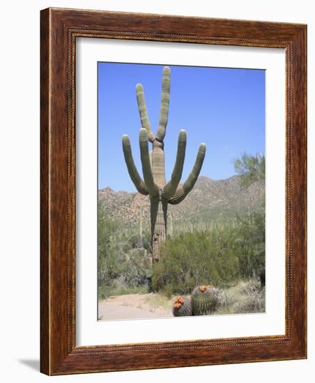 Saguaro Cactus, Saguaro National Park, Tuscon Mountain District West Unit, Tucson, Arizona-Wendy Connett-Framed Photographic Print