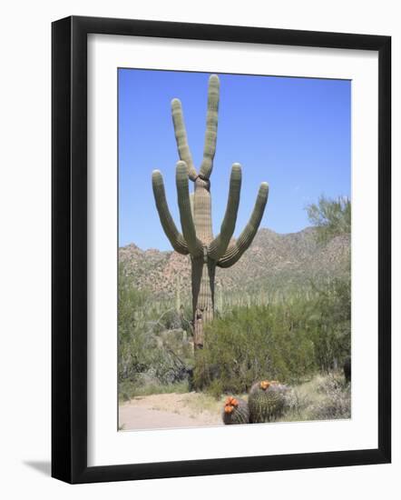 Saguaro Cactus, Saguaro National Park, Tuscon Mountain District West Unit, Tucson, Arizona-Wendy Connett-Framed Photographic Print