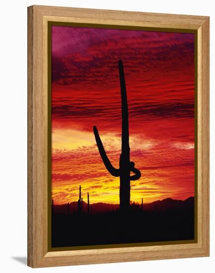 Saguaro Cactus Silhouetted at Sunset-James Randklev-Framed Premier Image Canvas