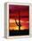 Saguaro Cactus Silhouetted at Sunset-James Randklev-Framed Premier Image Canvas