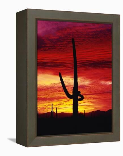 Saguaro Cactus Silhouetted at Sunset-James Randklev-Framed Premier Image Canvas