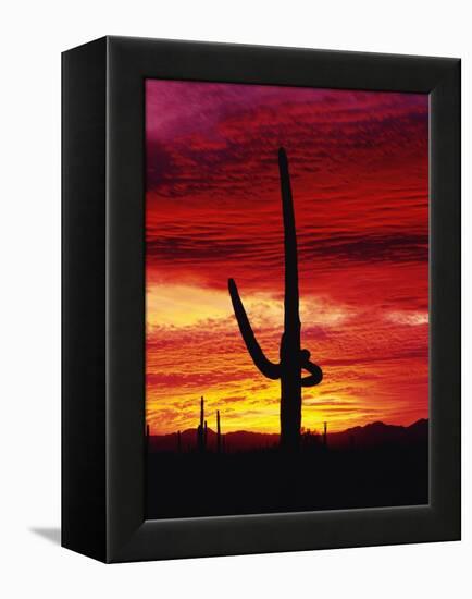 Saguaro Cactus Silhouetted at Sunset-James Randklev-Framed Premier Image Canvas