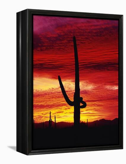 Saguaro Cactus Silhouetted at Sunset-James Randklev-Framed Premier Image Canvas