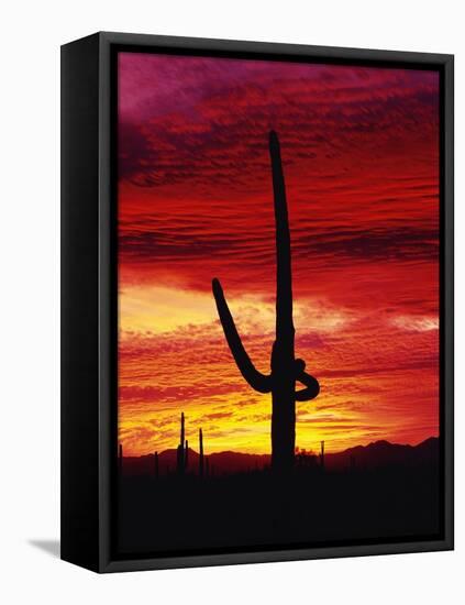 Saguaro Cactus Silhouetted at Sunset-James Randklev-Framed Premier Image Canvas