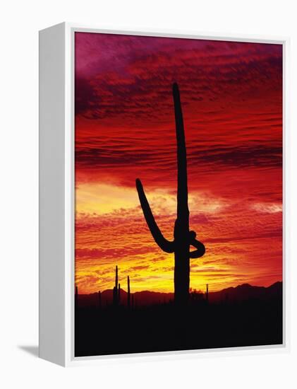 Saguaro Cactus Silhouetted at Sunset-James Randklev-Framed Premier Image Canvas