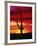 Saguaro Cactus Silhouetted at Sunset-James Randklev-Framed Photographic Print