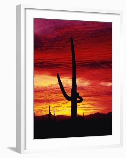 Saguaro Cactus Silhouetted at Sunset-James Randklev-Framed Photographic Print