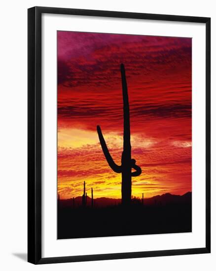 Saguaro Cactus Silhouetted at Sunset-James Randklev-Framed Photographic Print