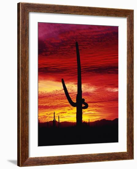 Saguaro Cactus Silhouetted at Sunset-James Randklev-Framed Photographic Print