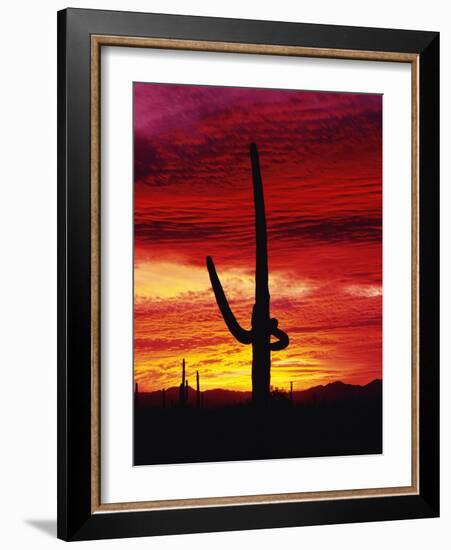 Saguaro Cactus Silhouetted at Sunset-James Randklev-Framed Photographic Print