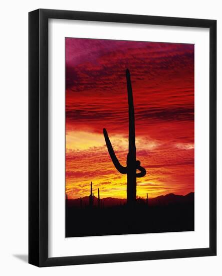 Saguaro Cactus Silhouetted at Sunset-James Randklev-Framed Photographic Print