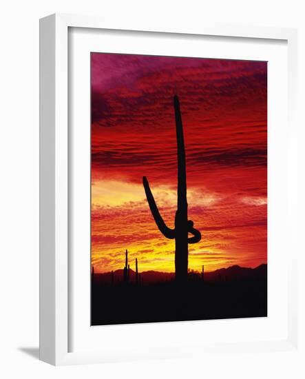 Saguaro Cactus Silhouetted at Sunset-James Randklev-Framed Photographic Print
