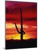 Saguaro Cactus Silhouetted at Sunset-James Randklev-Mounted Photographic Print