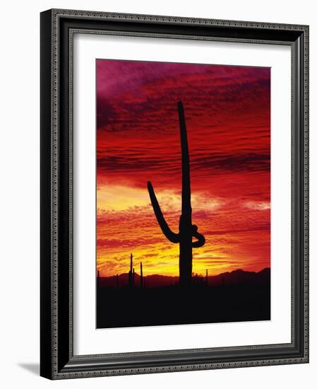 Saguaro Cactus Silhouetted at Sunset-James Randklev-Framed Photographic Print