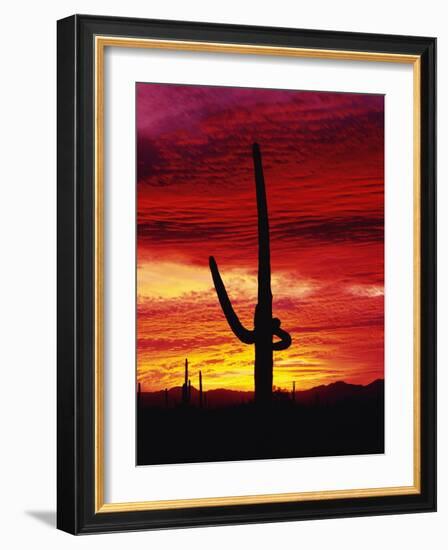 Saguaro Cactus Silhouetted at Sunset-James Randklev-Framed Photographic Print