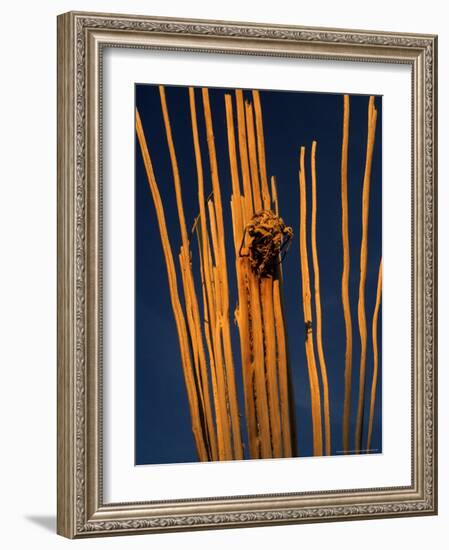 Saguaro Cactus Skeleton in Saguaro National Park, Arizona, USA-Chuck Haney-Framed Photographic Print