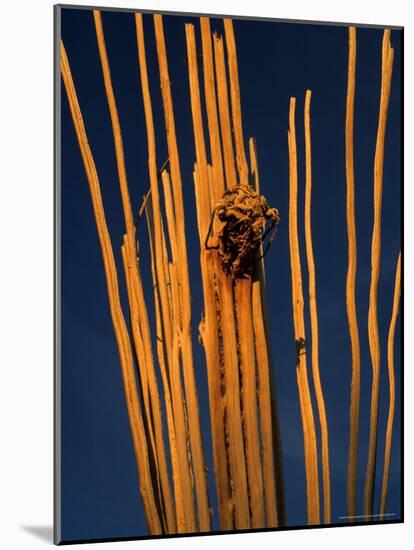 Saguaro Cactus Skeleton in Saguaro National Park, Arizona, USA-Chuck Haney-Mounted Photographic Print