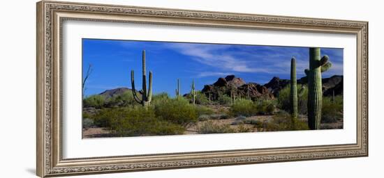 Saguaro Cactus Sonoran Desert Scene Saguaro National Park Arizona USA-null-Framed Photographic Print