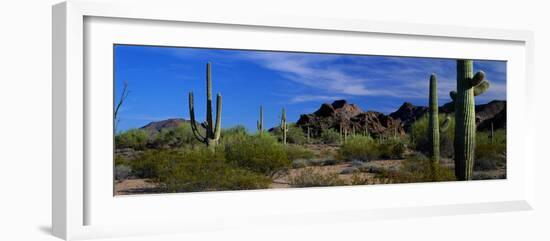 Saguaro Cactus Sonoran Desert Scene Saguaro National Park Arizona USA-null-Framed Photographic Print