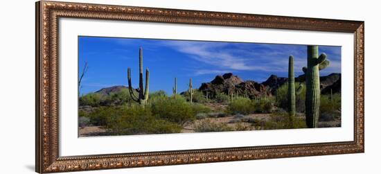 Saguaro Cactus Sonoran Desert Scene Saguaro National Park Arizona USA-null-Framed Photographic Print