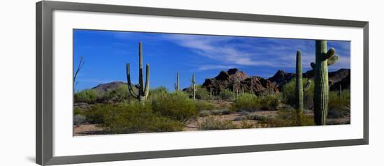 Saguaro Cactus Sonoran Desert Scene Saguaro National Park Arizona USA-null-Framed Photographic Print