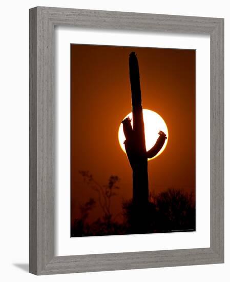 Saguaro Cactus Sunset, Picacho Peak, Arizona-Matt York-Framed Photographic Print