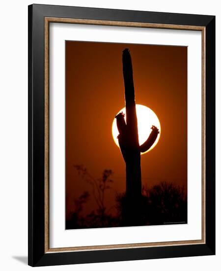 Saguaro Cactus Sunset, Picacho Peak, Arizona-Matt York-Framed Photographic Print